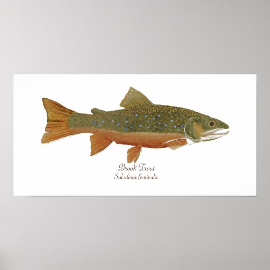Brook Trout Poster (Voorkant)
