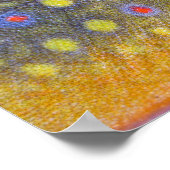 Brook Trout Poster (Hoek)