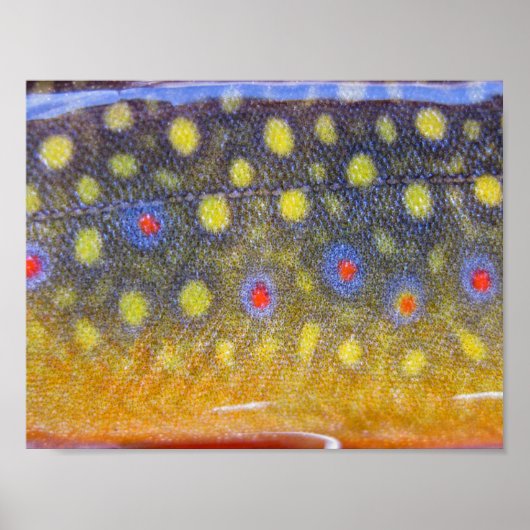 Brook Trout Poster (Voorkant)