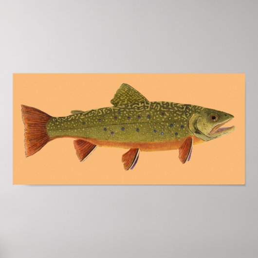 Brook Trout Poster (Voorkant)
