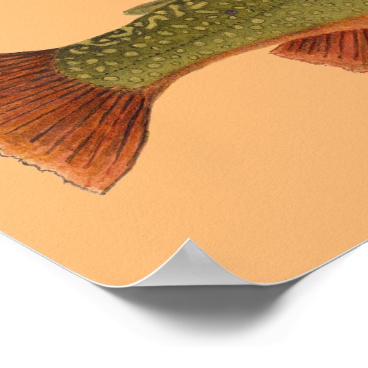 Brook Trout Poster (Hoek)