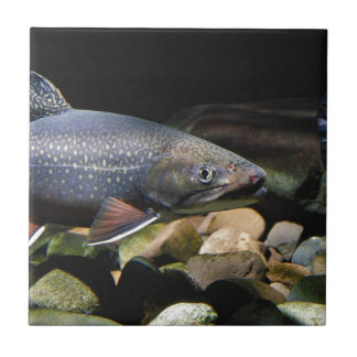 Brook Trout Tegeltje
