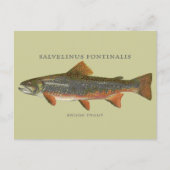 Brook Trout Vist Briefkaart (Voorkant)