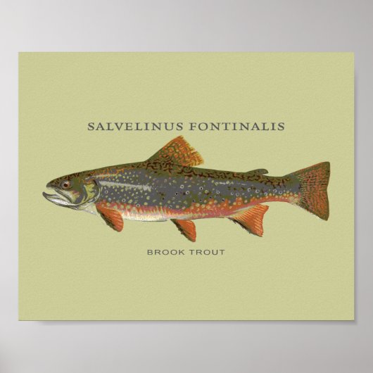 Brook Trout Vist Poster (Voorkant)
