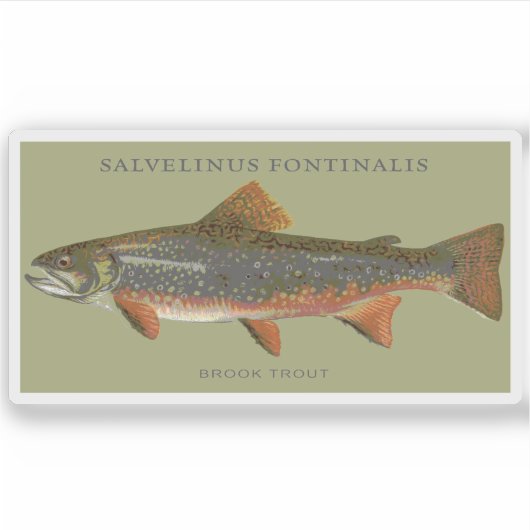 Brook Trout Vist Sticker (Voorkant)