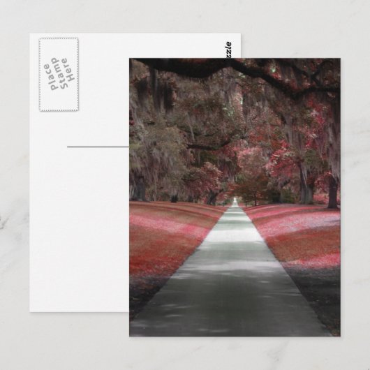 Brookgreen Gardens Briefkaart (Voorkant / Achterkant)