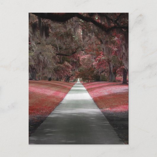 Brookgreen Gardens Briefkaart (Voorkant)