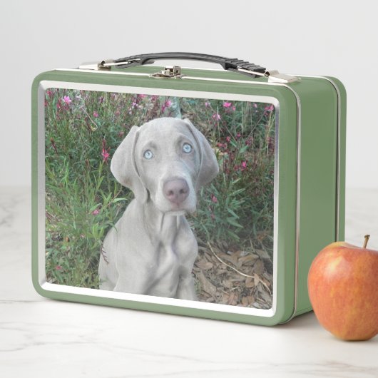 Brooklyn the Weimaraner Dog (In situ)