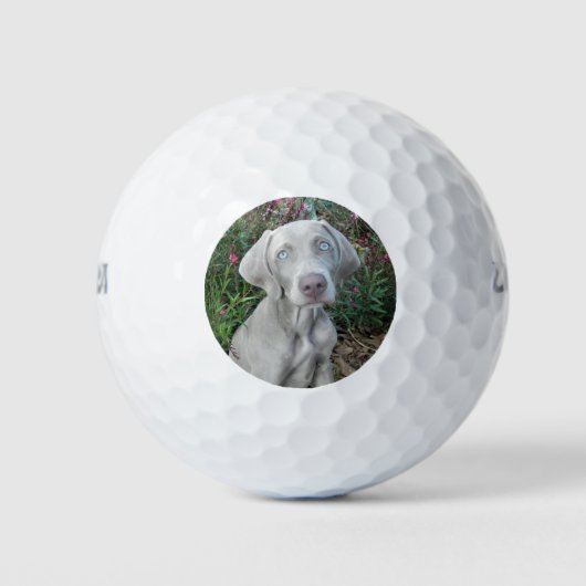 Brooklyn the Weimaraner Dog - Golf Balls Golfballen (Voorkant)