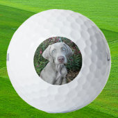 Brooklyn the Weimaraner Dog - Golf Balls Golfballen