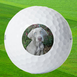 Brooklyn the Weimaraner Dog - Golf Balls Golfballen