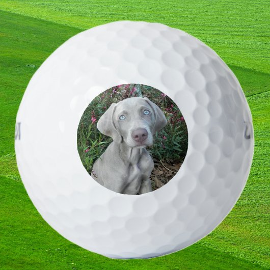 Brooklyn the Weimaraner Dog - Golf Balls Golfballen