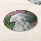 Brooklyn's Birthday Garden Party - Weimaraner Dog Ronde Kartonnen Onderzetter (Gebogen)