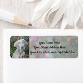 Brooklyn's Garden Party - Weimaraner Dog Address Etiket (Insitu)