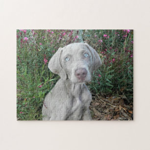 Brooklyn's Garden Party - Weimaraner Dog Legpuzzel