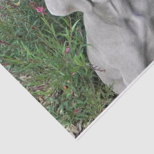 Brooklyn's Garden Party - Weimaraner Dog Tissuepapier (Detail)