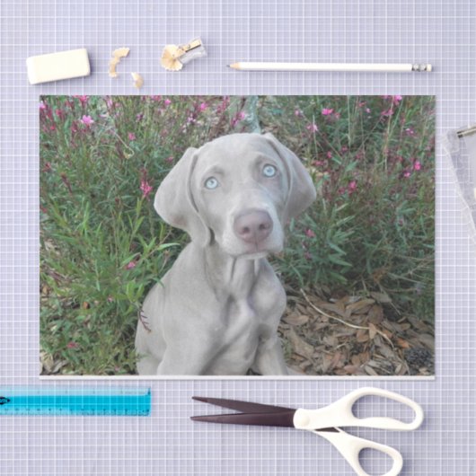 Brooklyn's Garden Party - Weimaraner Dog Tissuepapier (Craft)