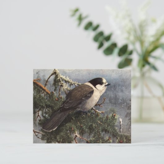 Brooks' Gray Jay in pine Briefkaart (Staand voorkant)