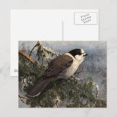 Brooks' Gray Jay in pine Briefkaart (Voorkant / Achterkant)