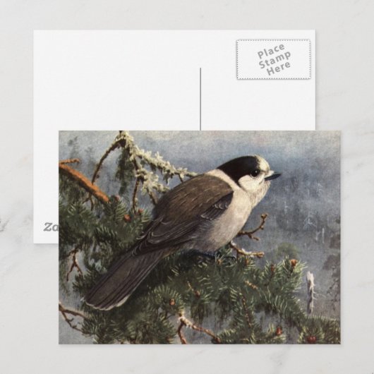 Brooks' Gray Jay in pine Briefkaart (Voorkant / Achterkant)