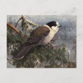 Brooks' Gray Jay in pine Briefkaart (Voorkant)