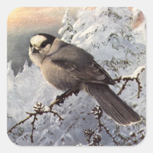 Brooks' Grey Jay in sneeuw Vierkante Sticker
