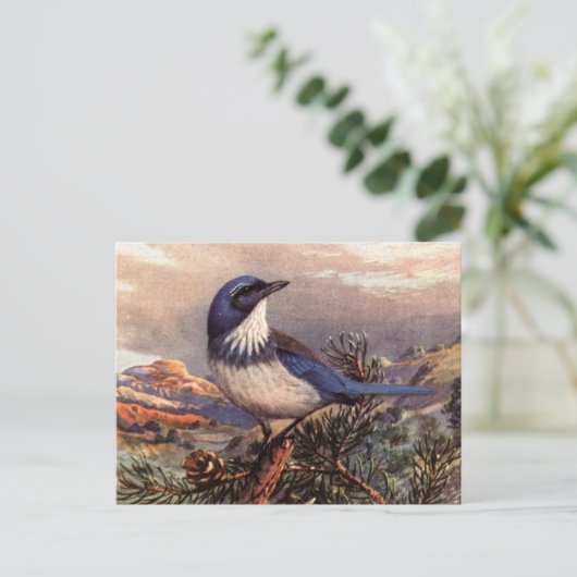 Brooks' Westerne Scrub-Jay Briefkaart (Staand voorkant)