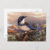 Brooks' Westerne Scrub-Jay Briefkaart (Voorkant / Achterkant)