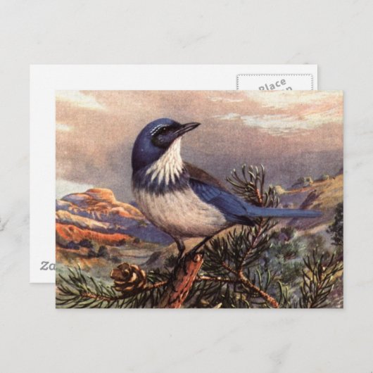 Brooks' Westerne Scrub-Jay Briefkaart (Voorkant / Achterkant)