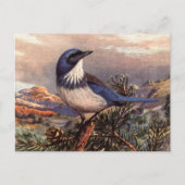 Brooks' Westerne Scrub-Jay Briefkaart (Voorkant)