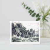 Brooksville Florida, Live Oak Drive,  Postc Briefkaart (Staand voorkant)