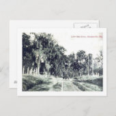 Brooksville Florida, Live Oak Drive,  Postc Briefkaart (Voorkant / Achterkant)