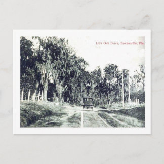 Brooksville Florida, Live Oak Drive,  Postc Briefkaart