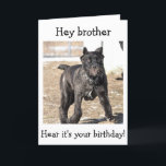 BROTHER-ITALIAANSE CANE CORSO-"HAPPY BIRTHDAY VOOR KAART<br><div class="desc">DEZE ITALIAANSE KANE CORSO IS ZO KLAAR OM TE ZEGGEN: "HOOG JE BROER OP DE TWEEDE DAG!"</div>