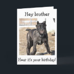 BROTHER-ITALIAANSE CANE CORSO-"HAPPY BIRTHDAY VOOR KAART<br><div class="desc">DEZE ITALIAANSE KANE CORSO IS ZO KLAAR OM TE ZEGGEN: "HOOG JE BROER OP DE TWEEDE DAG!"</div>