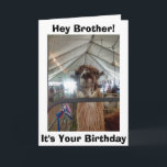 *BROTHER* LLAMA HUMOR OP UW BIRTHDAAG KAART<br><div class="desc">VOOR MIJN BROEDER ZEGT U DAT DEZE LLAMA = LAAT ME ERUIT,  ZODAT WE "KUNNEN CELEBRATEN"</div>