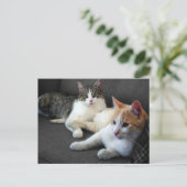 Brother & Sister Kitties Briefkaart (Staand voorkant)