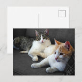 Brother & Sister Kitties Briefkaart (Voorkant / Achterkant)