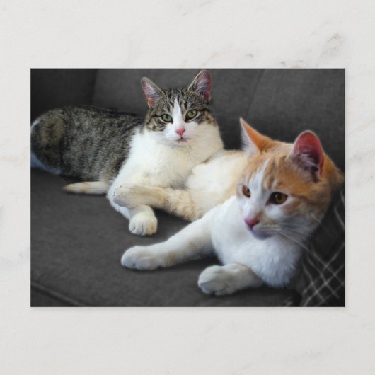 Brother & Sister Kitties Briefkaart (Voorkant)