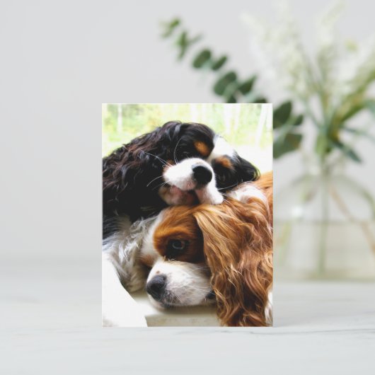 Brothers Cavaliers Briefkaart (Staand voorkant)