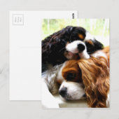 Brothers Cavaliers Briefkaart (Voorkant / Achterkant)