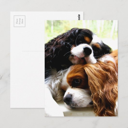 Brothers Cavaliers Briefkaart (Voorkant / Achterkant)
