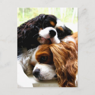 Brothers Cavaliers Briefkaart