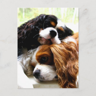 Brothers Cavaliers Briefkaart