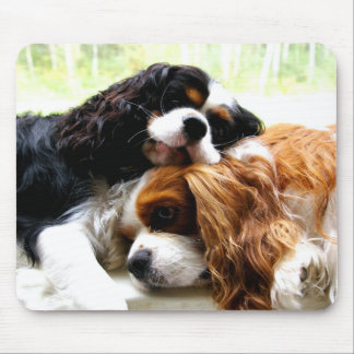 Brothers Cavaliers Muismat