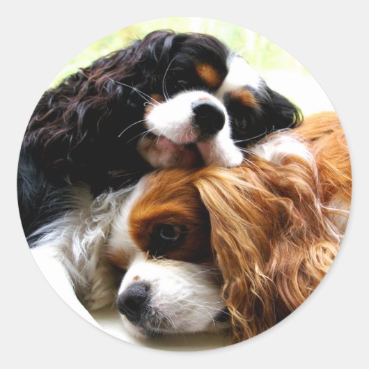 Brothers Cavaliers Ronde Sticker (Voorkant)