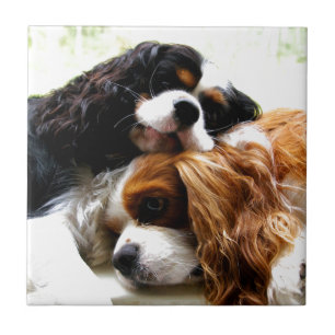 Brothers Cavaliers Tegeltje