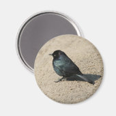 Brouwer's Blackbird Magneet (Voorkant / Achterkant)