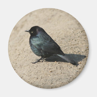 Brouwer's Blackbird Magneet
