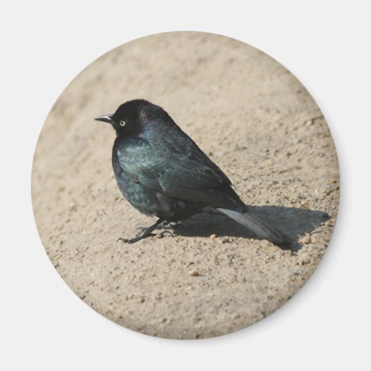 Brouwer's Blackbird Magneet (Voorkant)